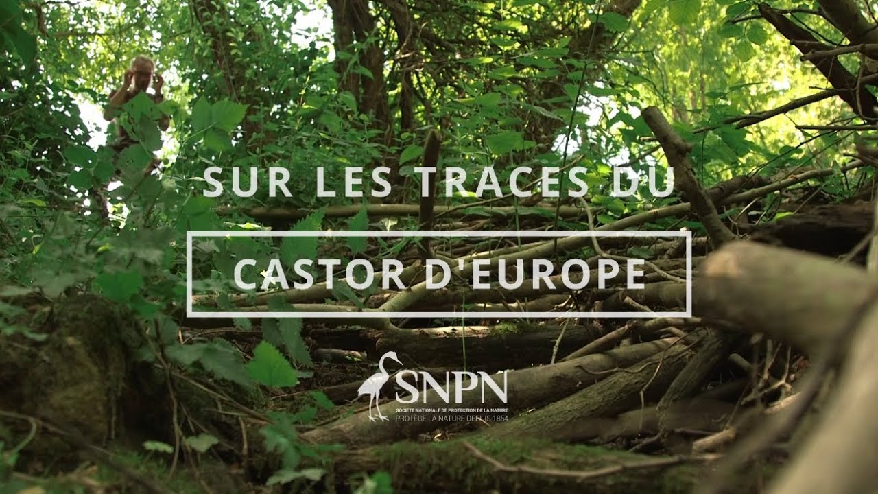 Sur les traces du castor d'Europe - Saison 1, Episode 3 : Constructions, habitats & territoire.