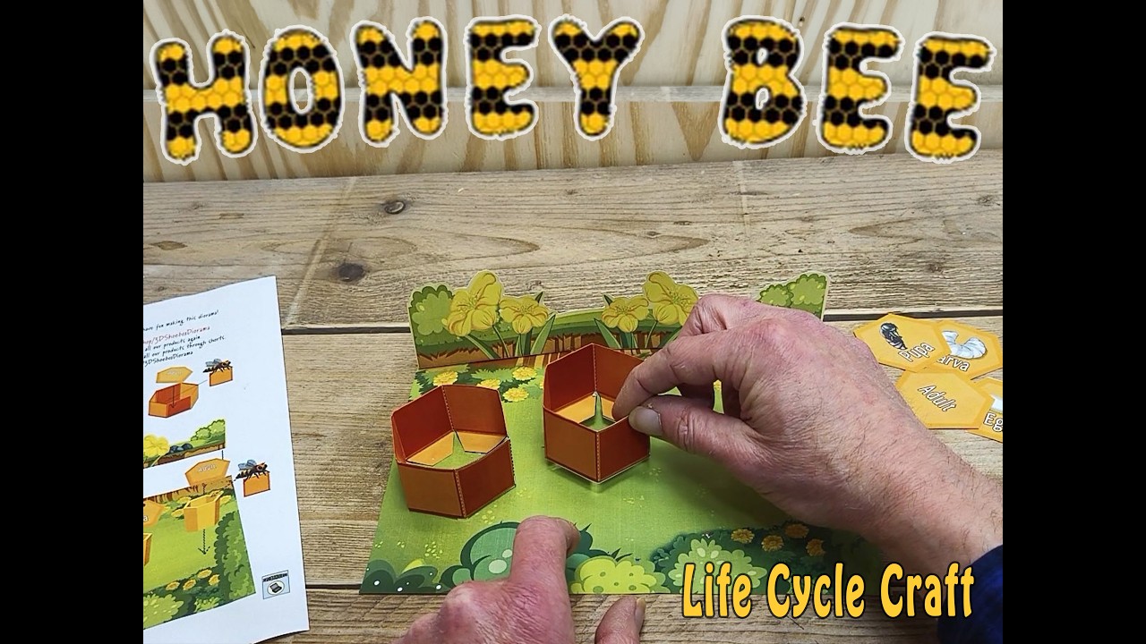 Honey Bee Life Cycle Diorama – Easy Bee Life Cycle Craft for Kids (POV Tutorial)