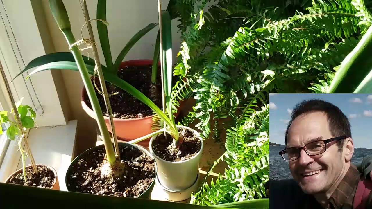 Saving dying Amaryllis Hippeastrum with hydrogen peroxide