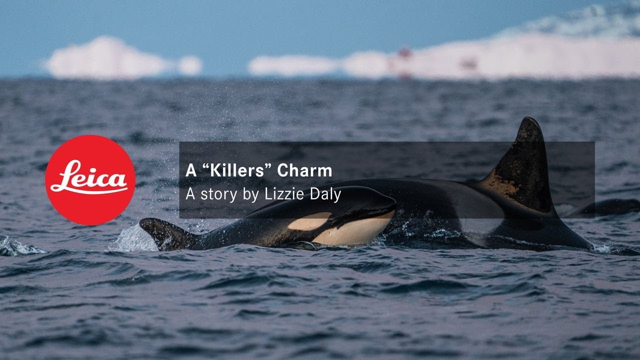 A Killers Charm - A Story by Lizzie Daly with Leica Noctivid 8x42