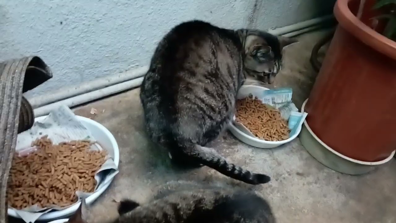 2026年2月9日 朝7:35am の猫たち