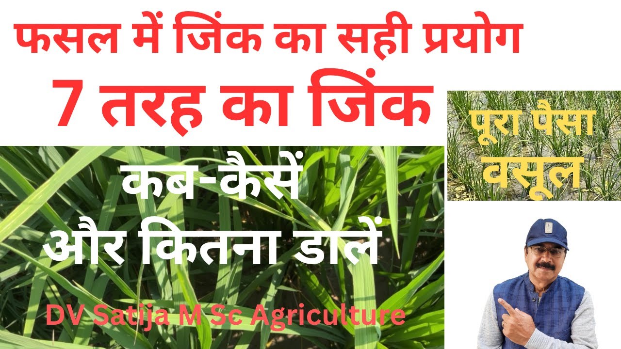 Dhan me zinc kab kaise aur kitna dale | dhan me zinc ke fayde | role of zinc in plants |