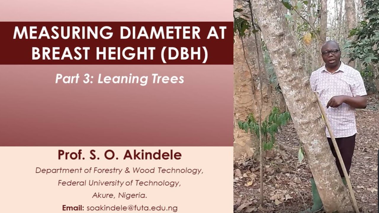 3 Dbh measurement for leaning trees
