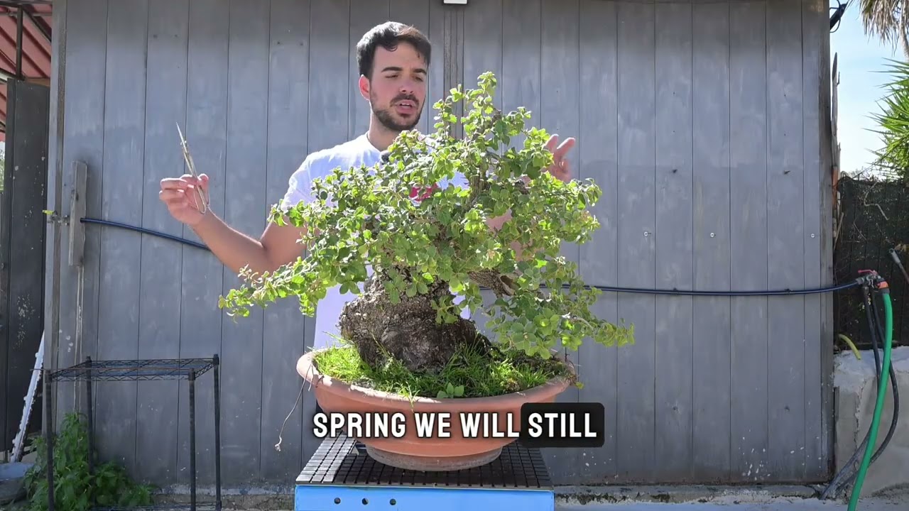 Yamadori / QUERCUS ILEX BONSAI 