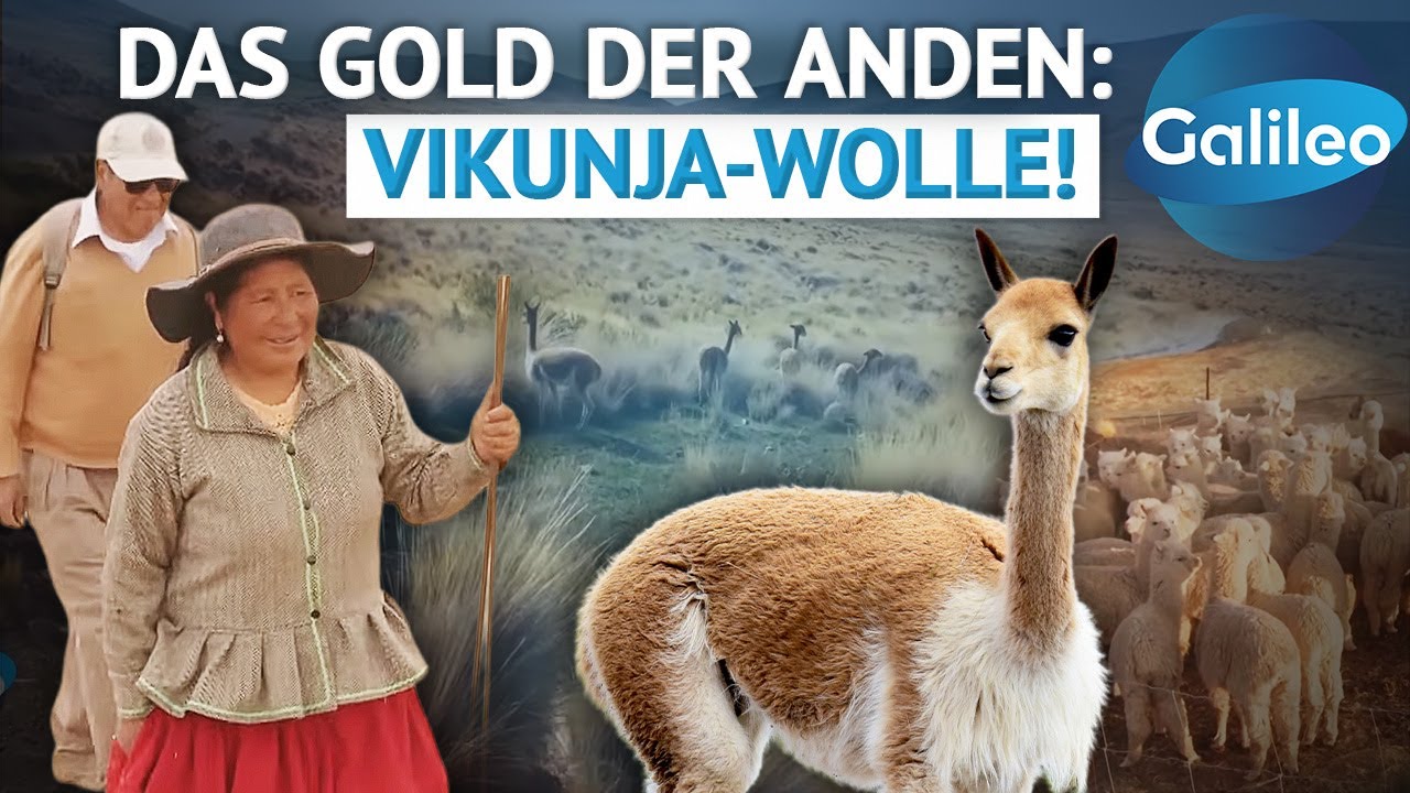 Ein Mantel f&uuml;r 15.000 Euro: Was macht die Vikunja-Wolle zur teuersten der Welt?