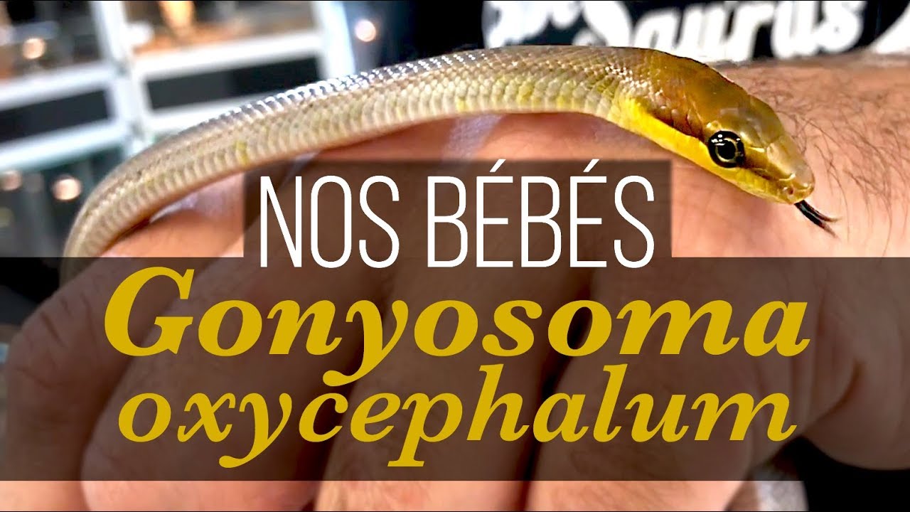 Bébés couleuvres sorties de l'oeuf - Gonyosoma oxycephalum