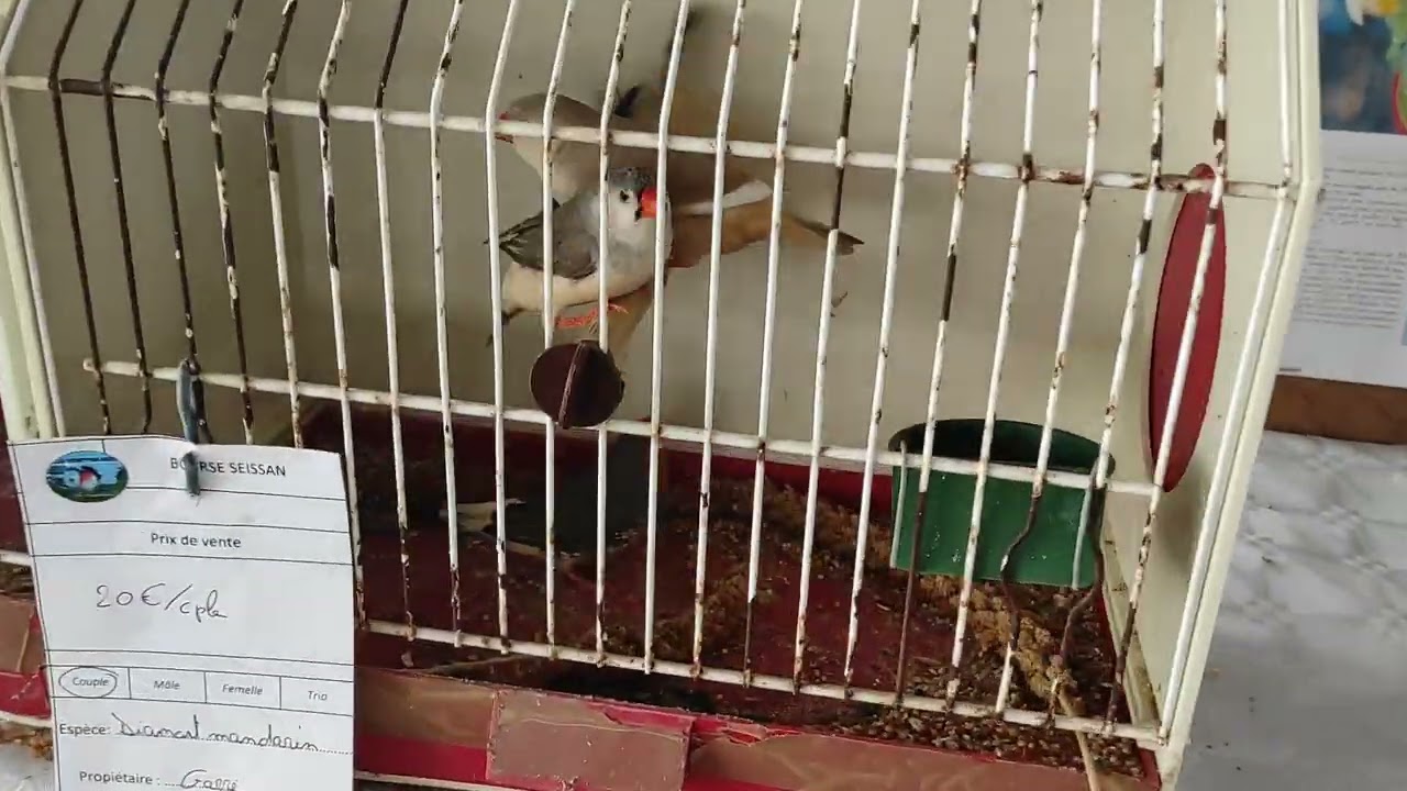 bourse au oiseaux de seissan (32) gers