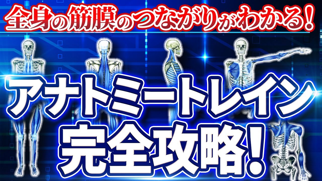 【保存版】アナトミートレイン！筋膜のライン完全攻略！