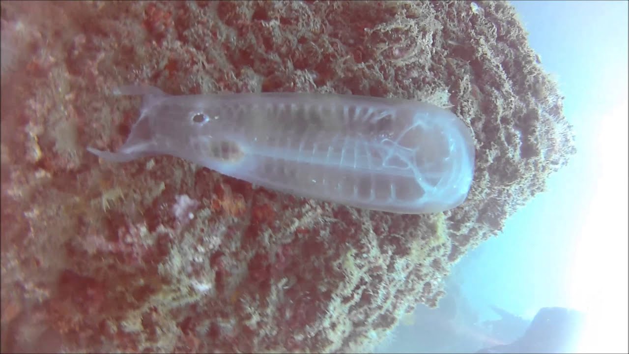 Salpa Máxima