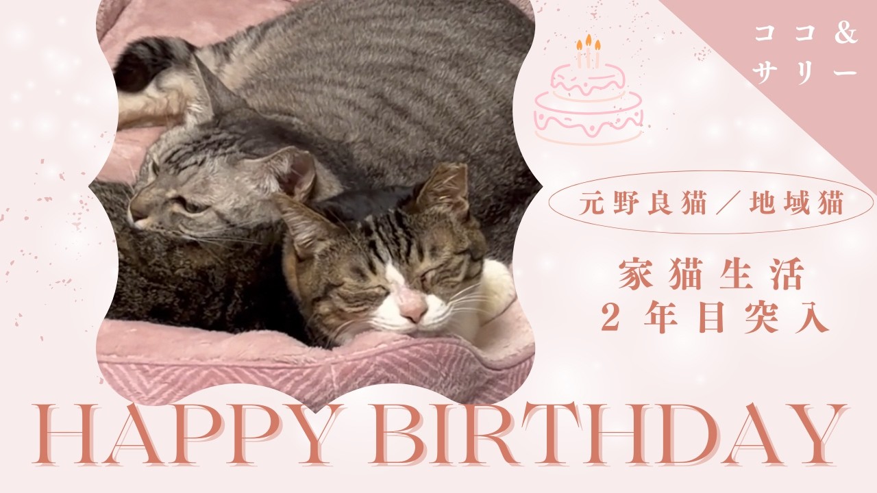 支えあい生き抜いた野良猫の家猫生活２年目突入記念