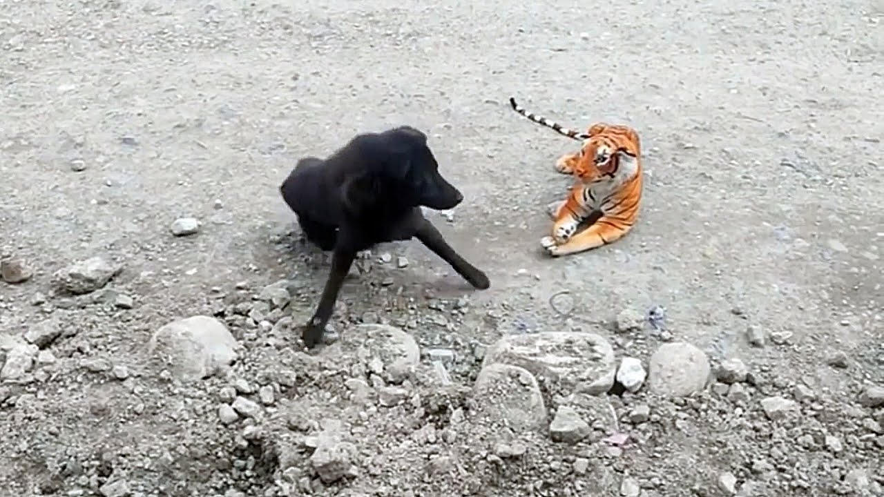 호랑이 인형 본 개들의 반응은?ㅋㅋ개는 유전적으로 호랑이를 보면 무서워한다함 Tiger Doll vs Dog