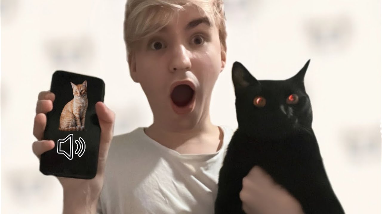 Moje Mačke Pričaju?! 😱