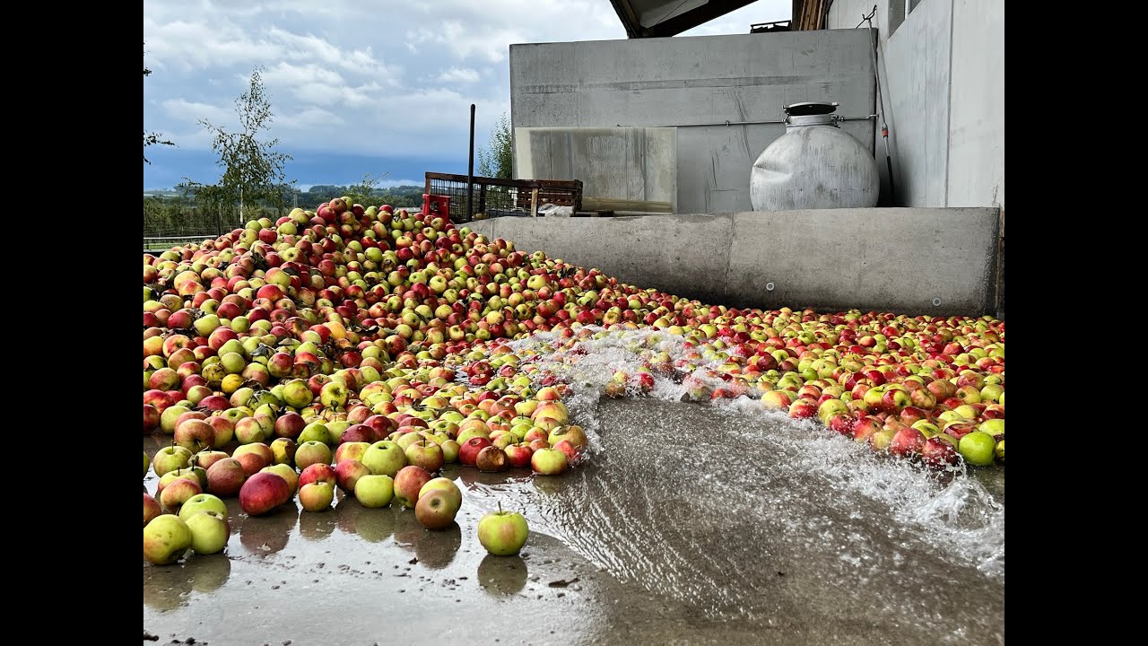So geht Apfelsaft frisch gepresst