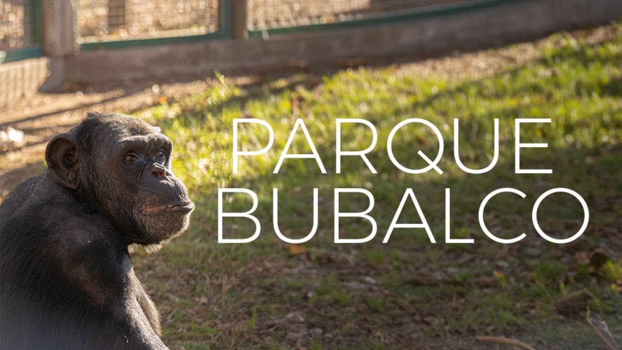 PARQUE BUBALC&Oacute; : Conservacion de especies en peligro de extincion
