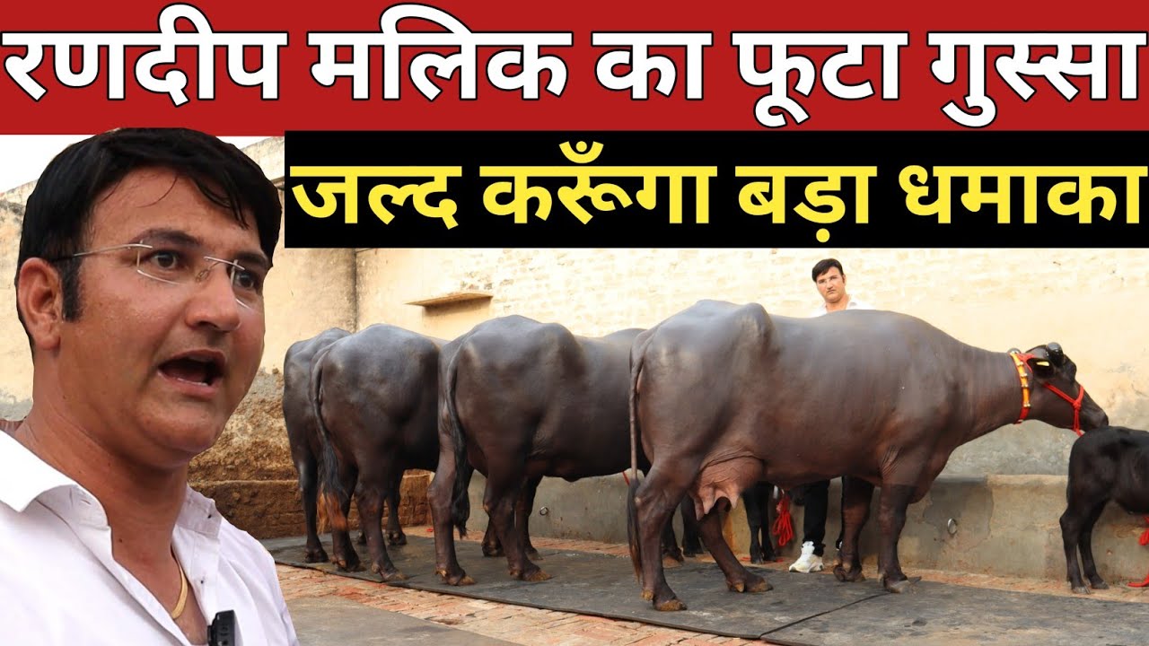 रणदीप मलिक का फूटा गुस्सा, बड़ी बड़ी भैंसे दिखा कही सच्ची मगर कड़वी बातें (9817131733)