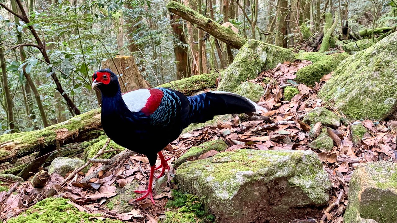 20260101鳶嘴稍來紅榨槭