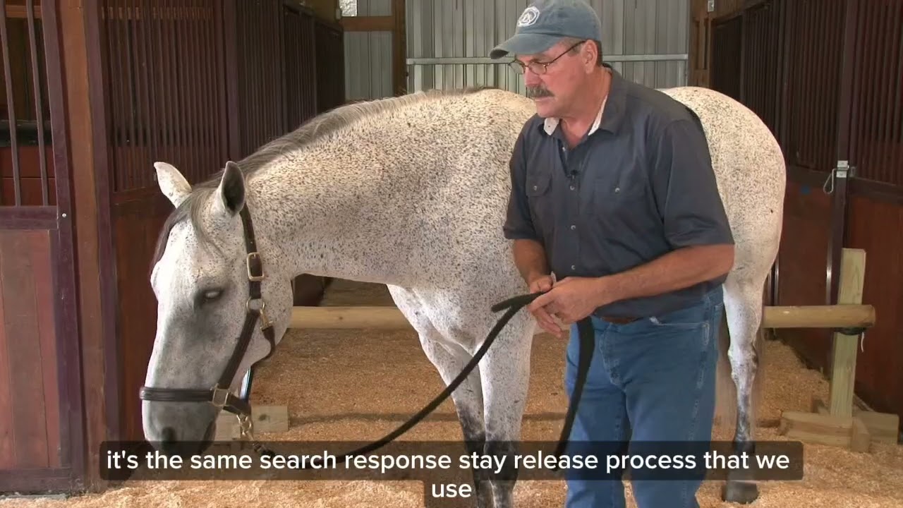 How to Help Your Horse Release Tension in the Pectorals