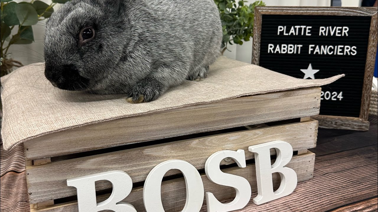 Champagne d’Argent Rabbit Review | Planning For the 2025 Competition Season
