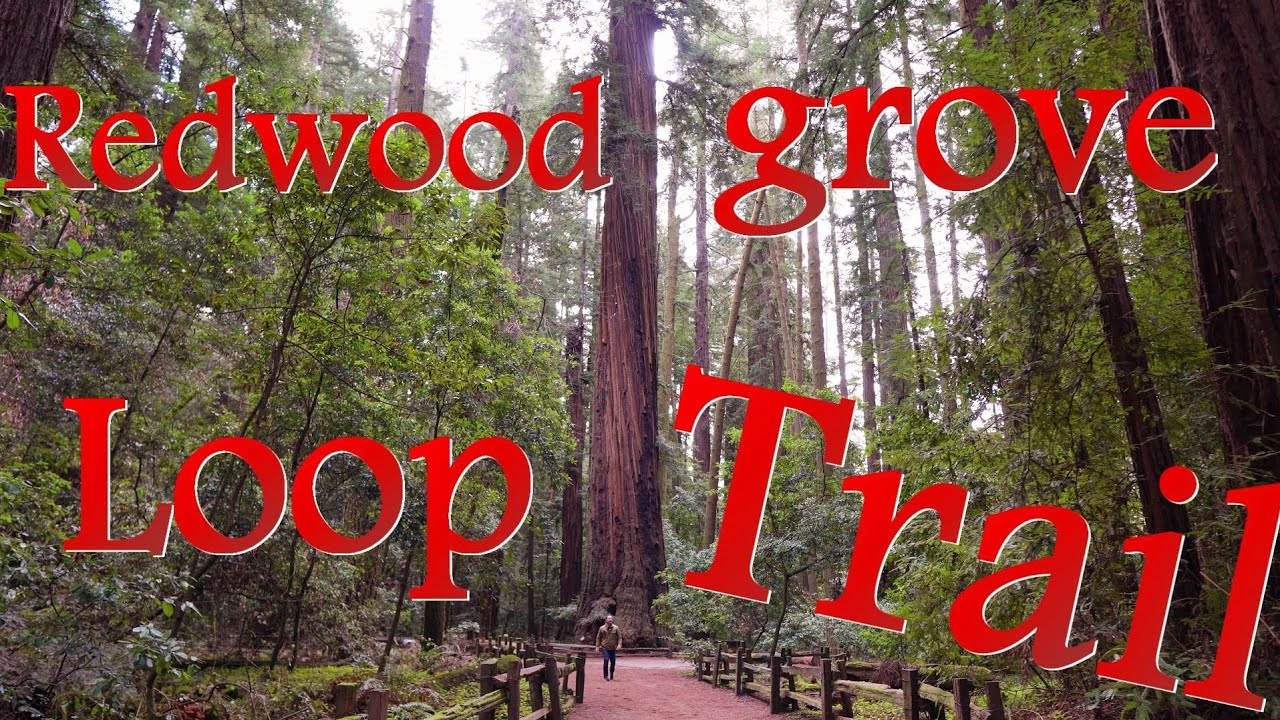Henry Cowell Redwoods State Park Old Growth Trail | Felton, CA