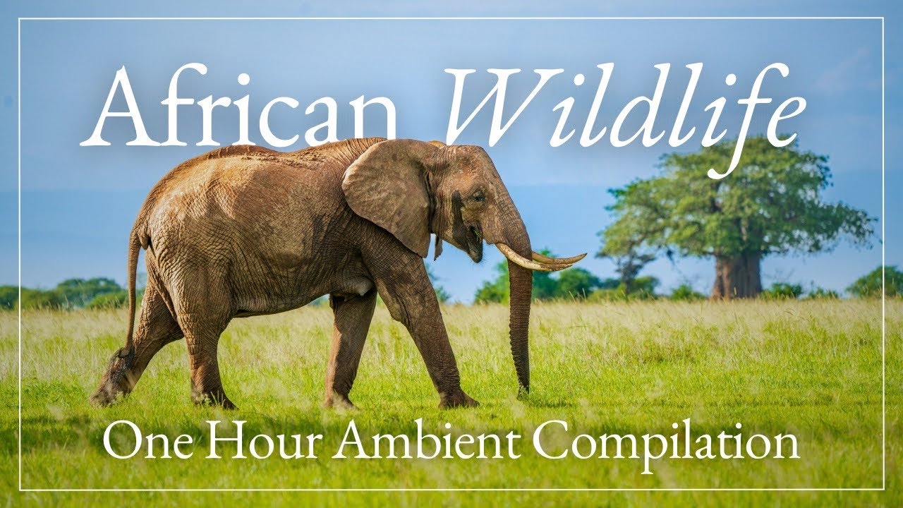 1 Hour African Wildlife Documentary 4K ASMR Nature Sounds & Calming Music | Safari Ambience