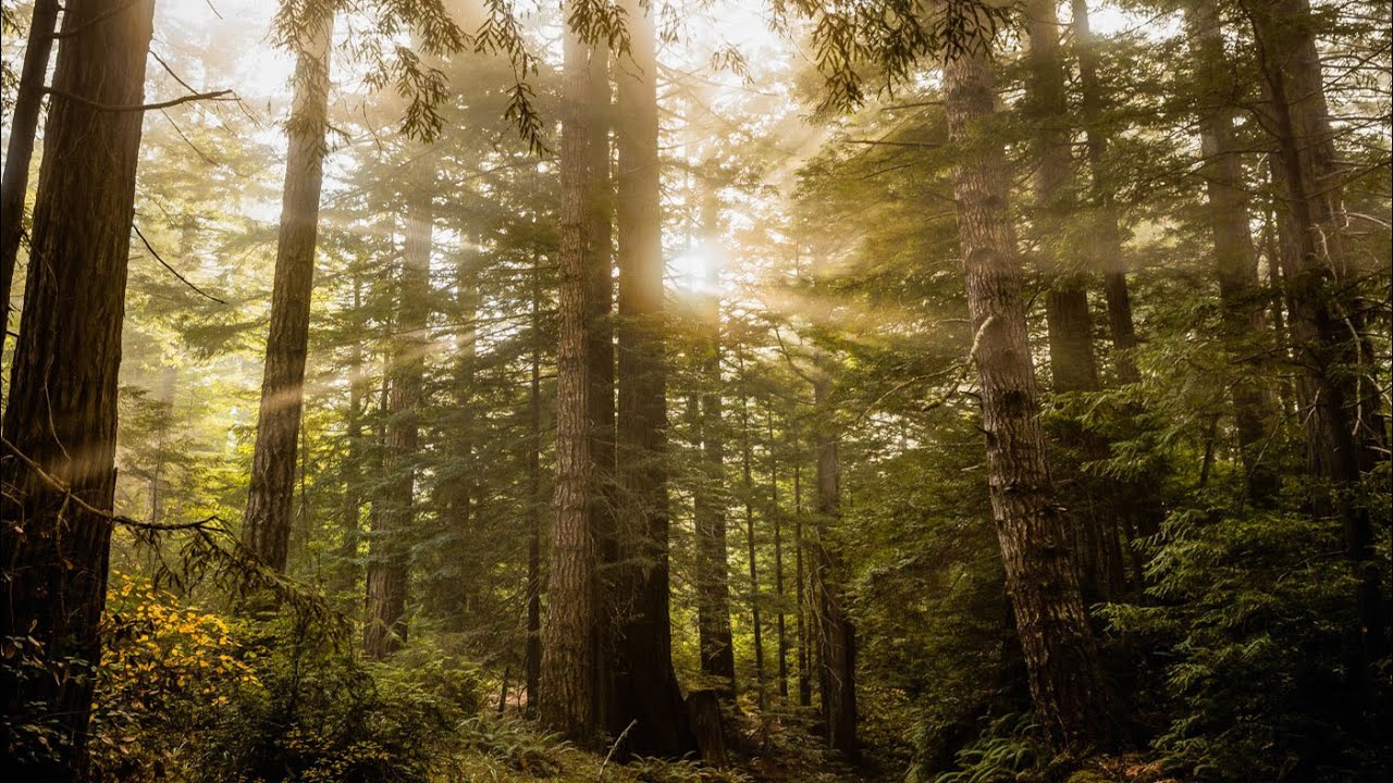Lost Coast Redwoods
