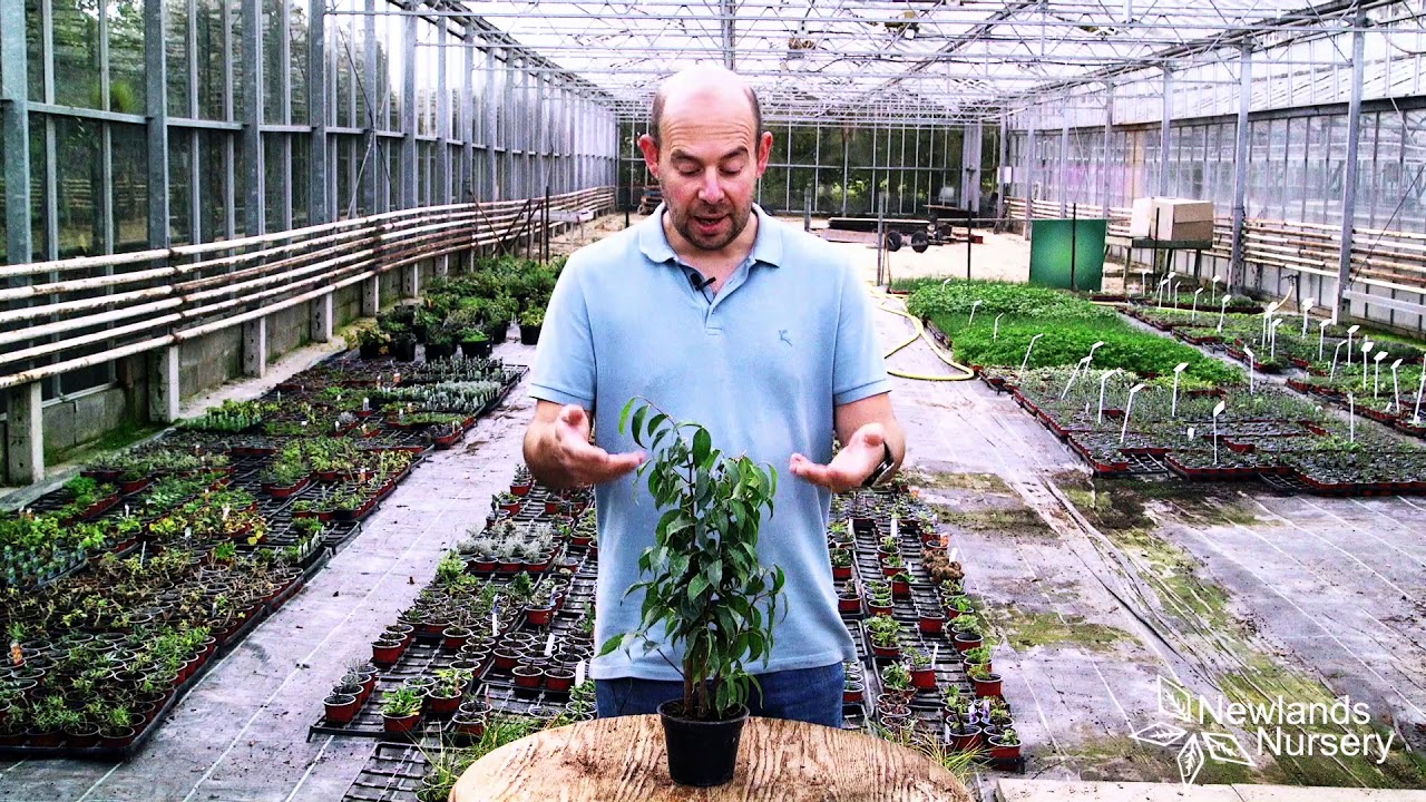 Ficus Benjamin house plant - Newlands Nursery