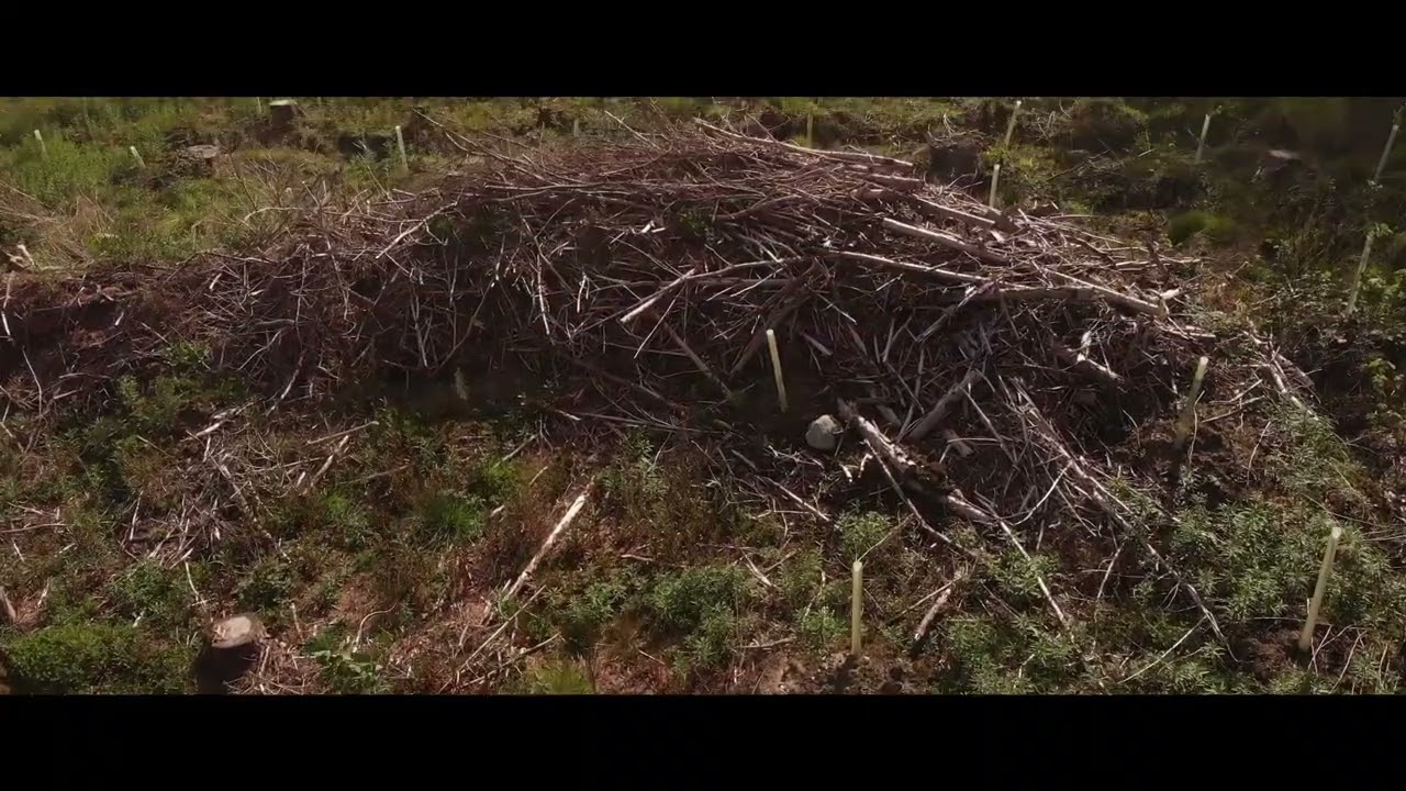 The Field - Film Doodle Atmospheric Short 2025 - Pioneer Factory