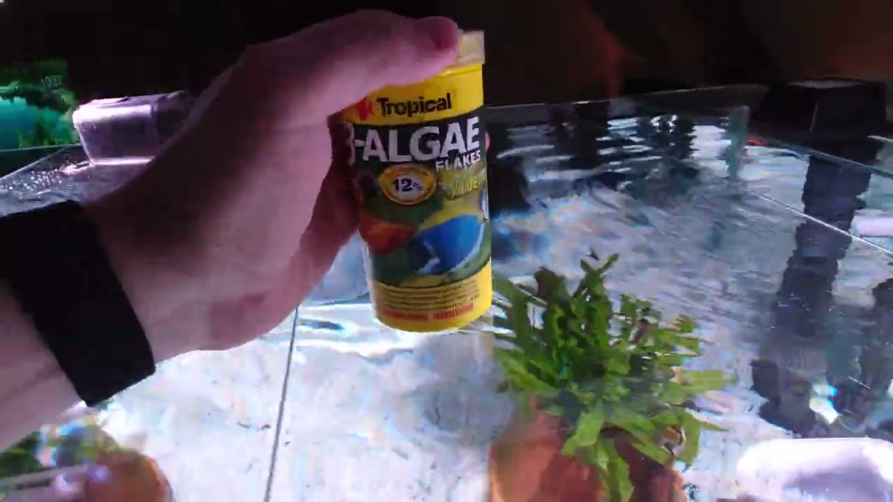 Tropheus Red Rainbow F1 juveniles are dying from bloat disease.. :-/