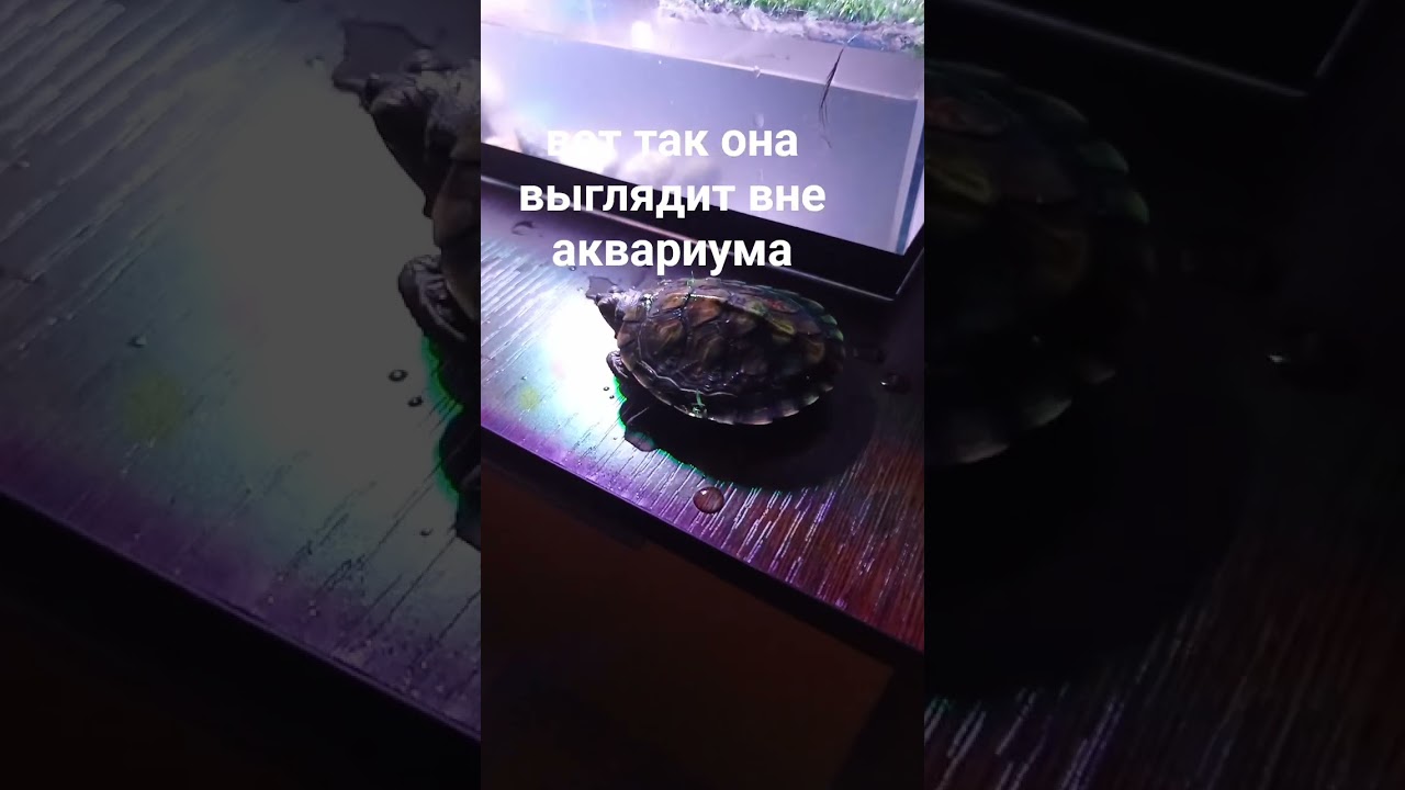 #черепахи #turtle #turtles