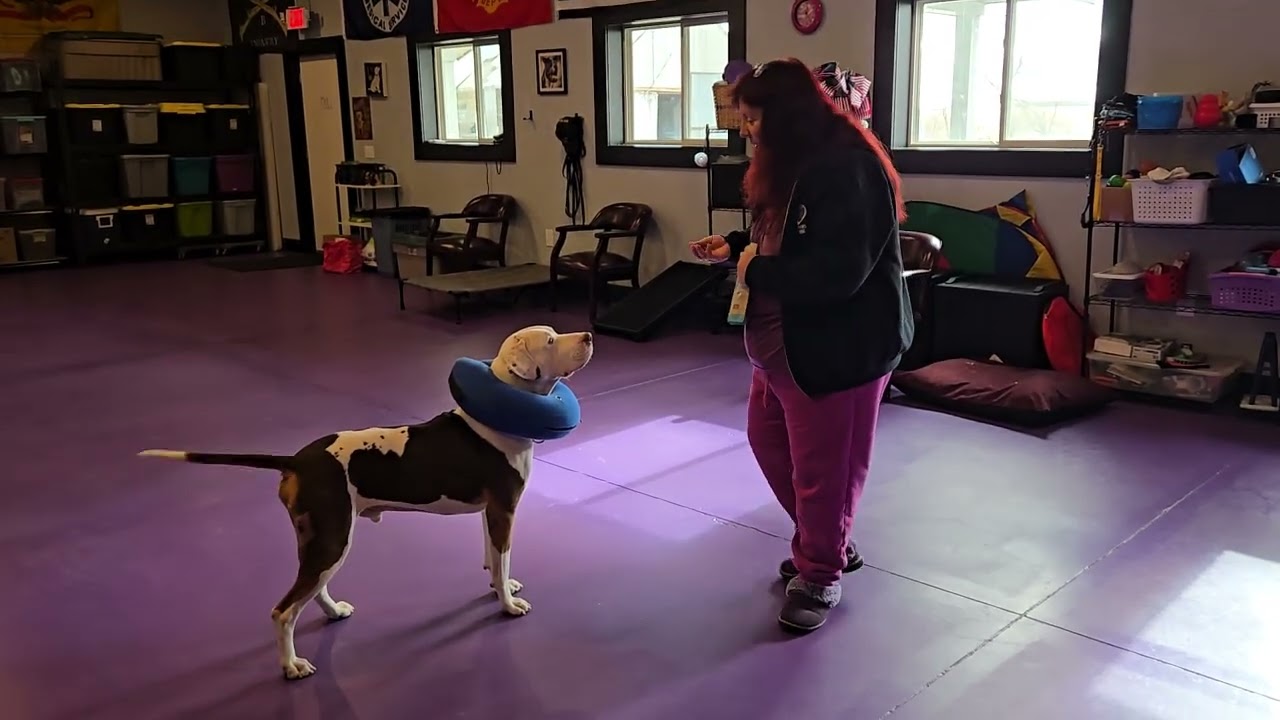 SEPR Gooch Showing Gail How Well He's Learning Sit