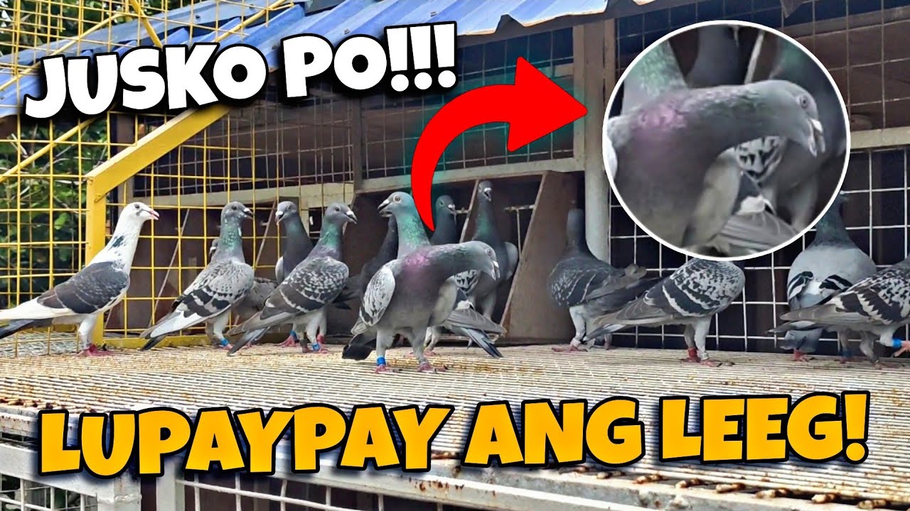 NAGING HALIMAW KALAPATI KO PAGUWI GALING RONDA!!!