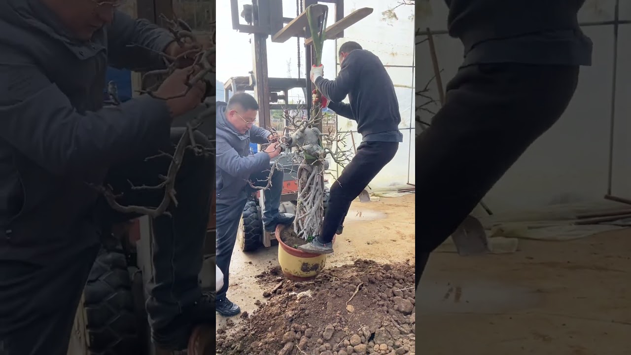 What Happens When a Tree Outgrows Its Home? (Extreme Repotting)