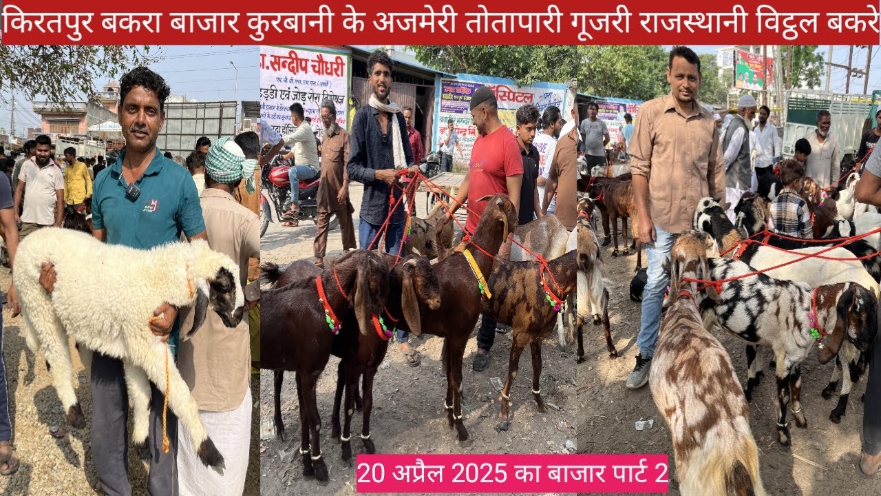 किरतपुर बकरा बाजार की बकरा की लेटेस्ट वीडियो || कुरबानी के अजमेरी तोतापारी गूजरी शिरोही बड़े बकरे