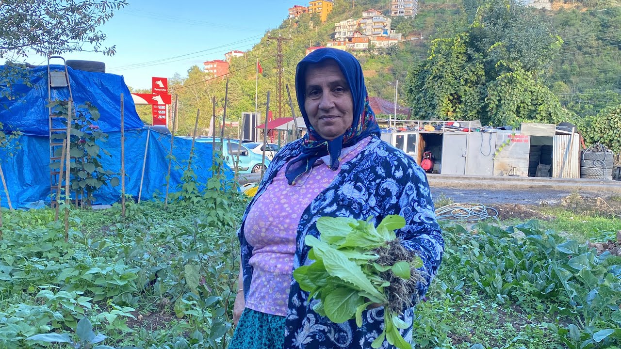 1000 ADET MARUL DİKTİM 🧿 NASIL VE HANGİ MEVSİMDE DİKİLİR⁉️