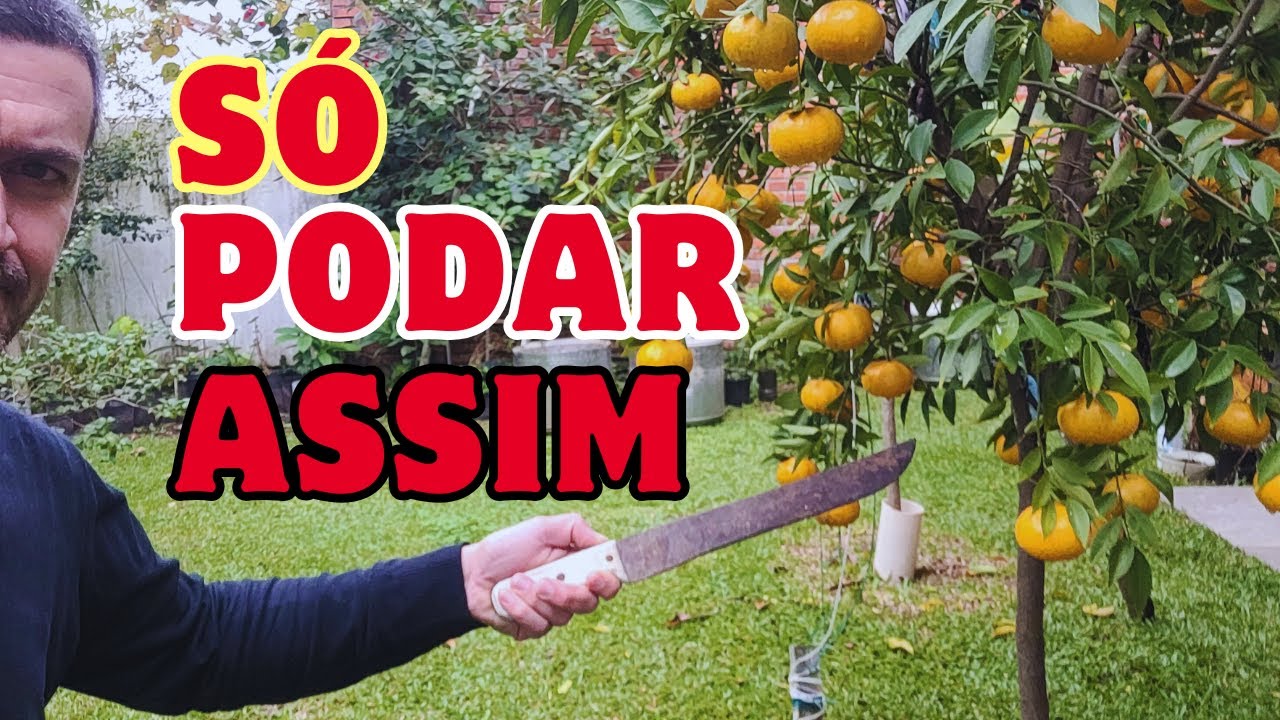 Como Podar as Frut&iacute;feras de Forma Correta e Aumentar a Produ&ccedil;&atilde;o de Frutas
