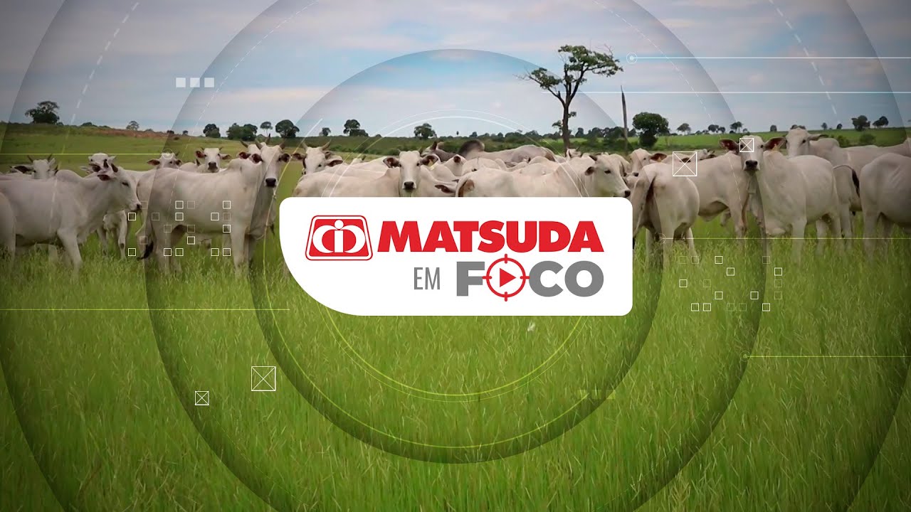 Matsuda em Foco l Gere receita com vacas de descarte