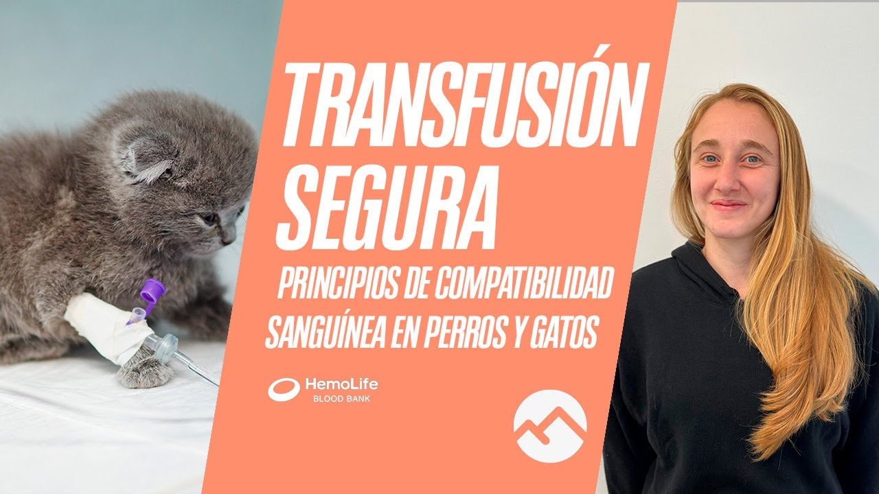 Webinar CIM: Transfusión segura: principios de compatibilidad sanguínea en perros y gatos