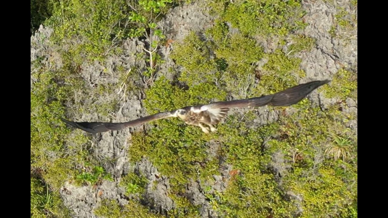 Bird of Prey attacks my drone!