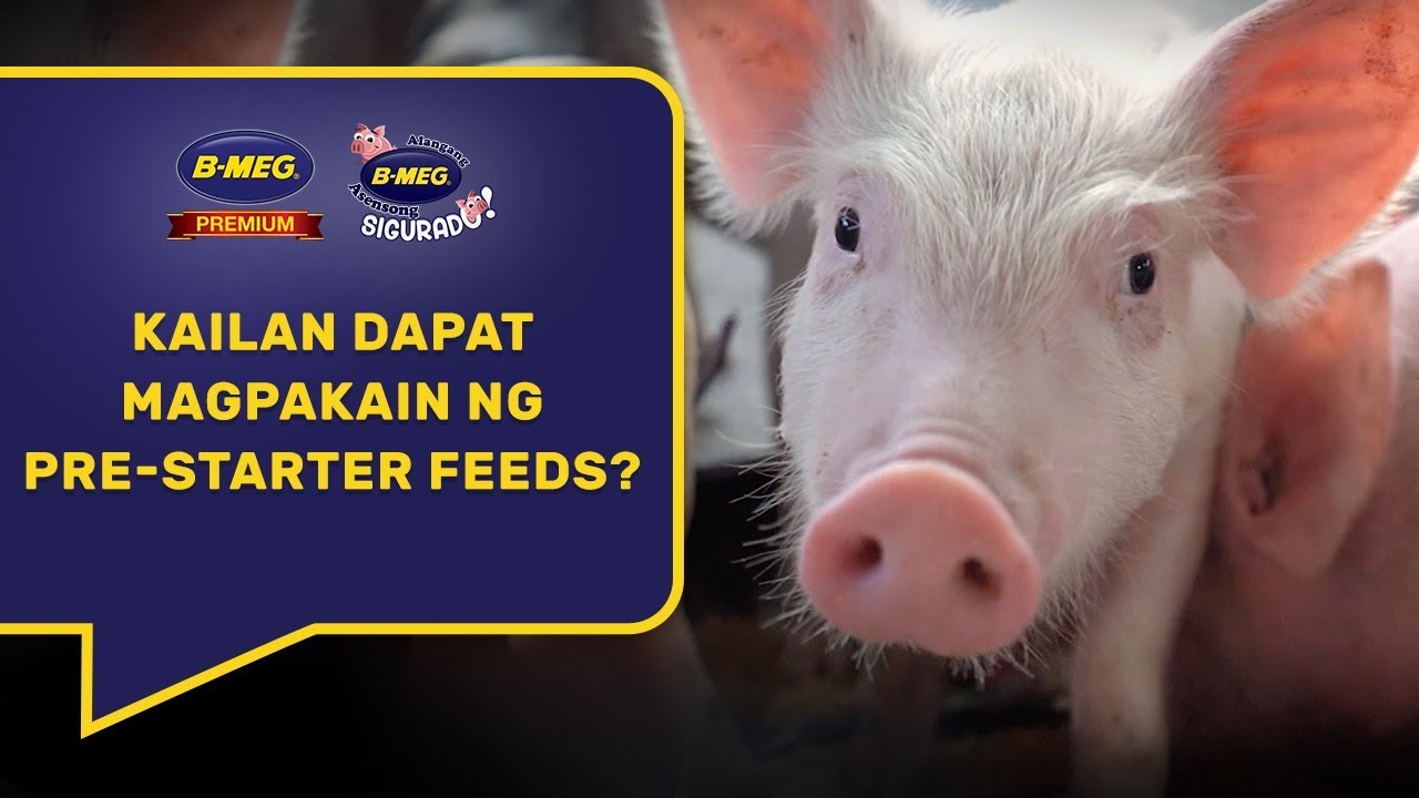 Tamang pagpapakain ng Pre-Starter feeds!