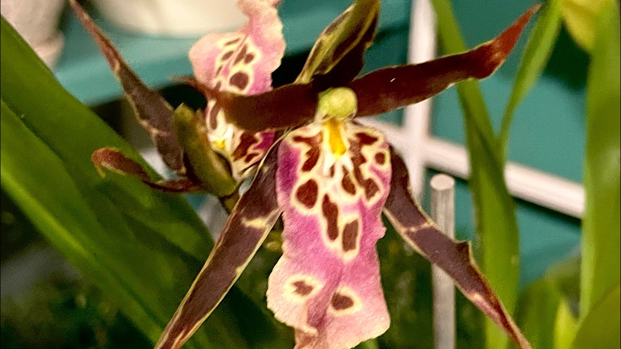 Miltassia Orchid, Shelob Tolkien.  All about sympodial orchids and how I take care of this beauty.