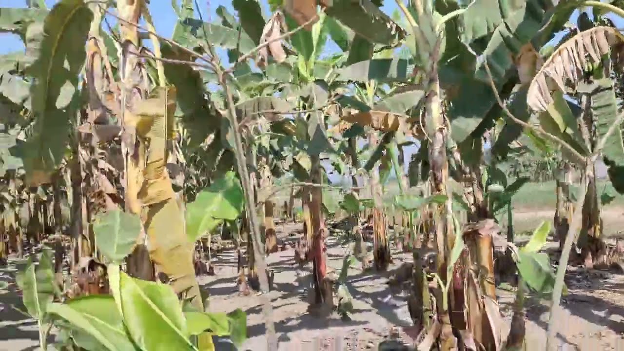 গ্রামের মধ্যে মনোমুগ্ধকর পরিবেশে 