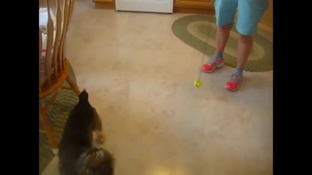 Dog Training Toys | Bali Stick | Indianapolis Dog Training