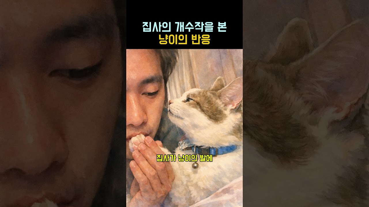 집사의 개수작을 본 냥이의 반응