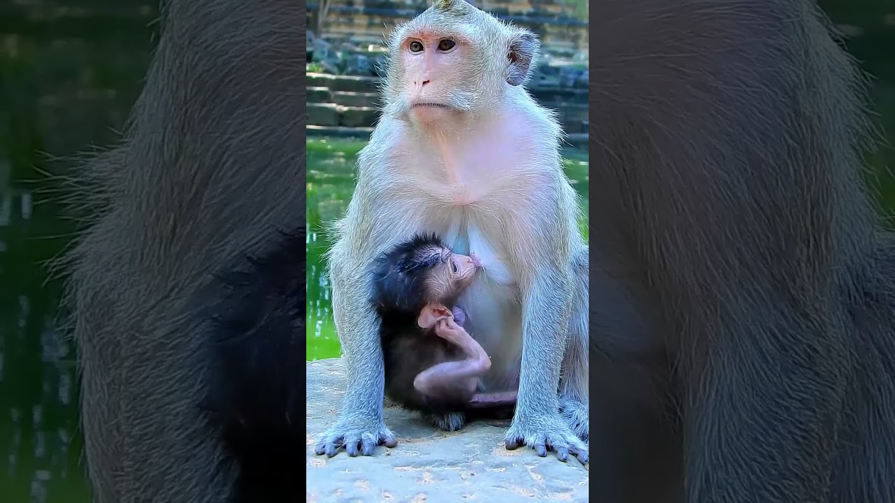 Best clip of baby monkey lovely born on 2025 button mum & babette #babymonky #babyanimal #cute