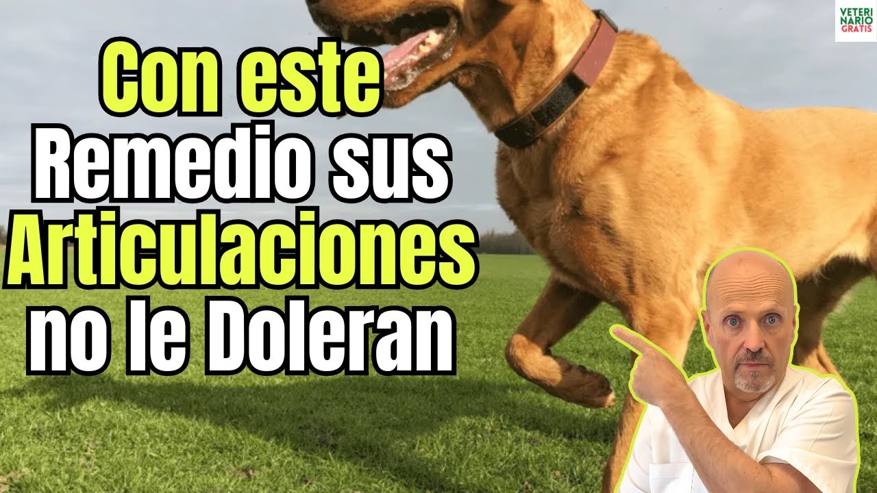 🐶🦴 ¡ADIÓS AL DOLOR! ✨ ¿CÓMO HACER un CONDROPROTECTOR NATURAL para PERROS con ARTRITIS o ARTROSIS? 🌿🐾