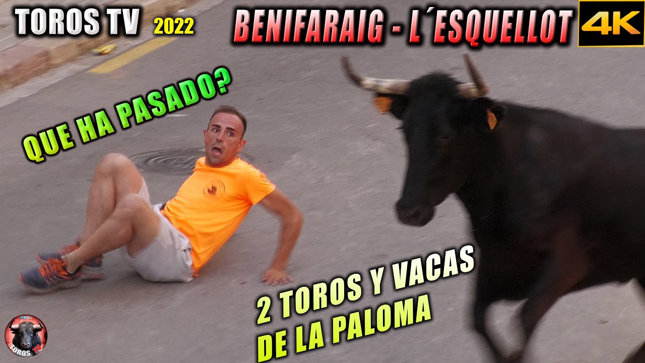 LA Paloma 2 Toros y Vacas en Benifaraig 2022 Lésquellot / videos de toros en 4k