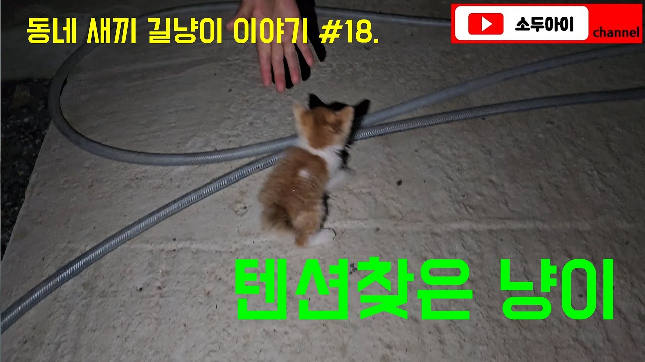 텐션찾은 냥이 / 동네 새끼 길냥이 이야기 #18. #길고양이 #길냥이 #새끼고양이 #새끼길고양이 #간택 #고양이간택 #kitten #kittenrescue #cat