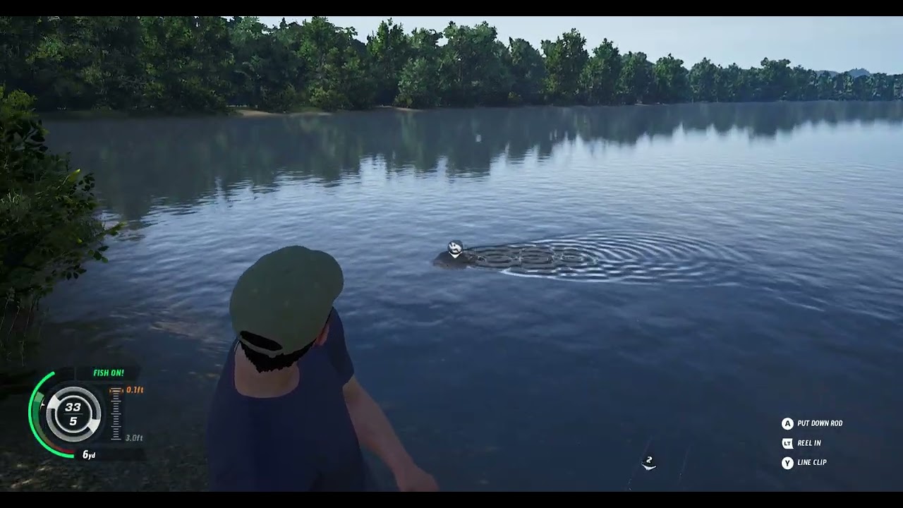 The Catch  5 beautiful carp in one sitting!