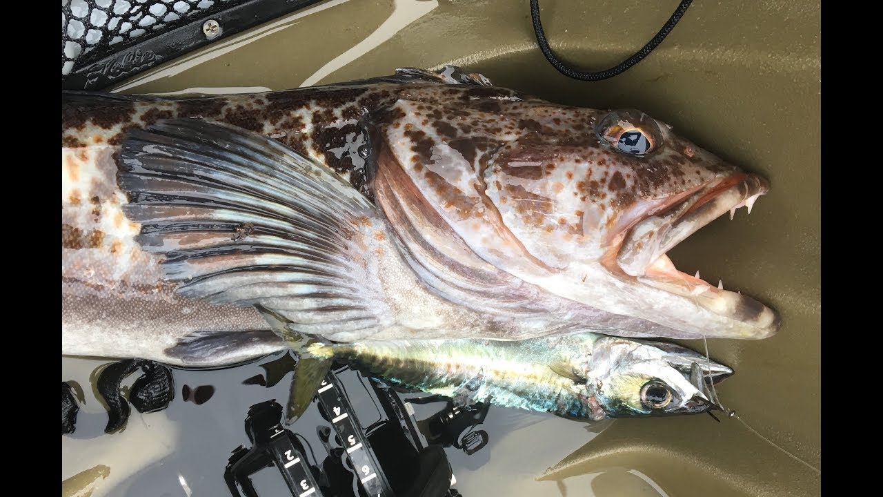Live Bait Fishing for Lingcod from a Kayak