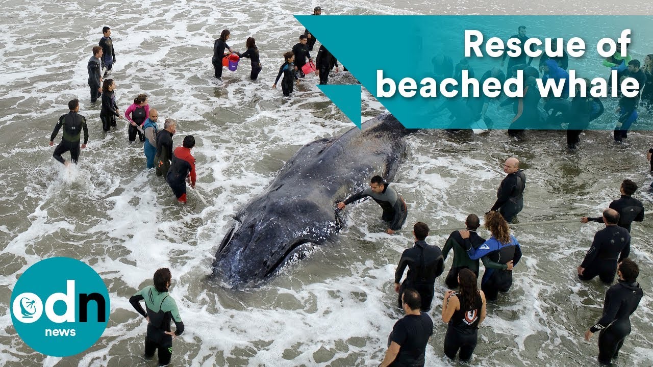 Amazing video showing rescue of beached humpback whale in Argentina